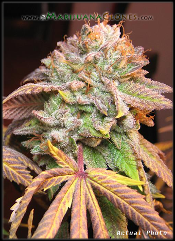 G-13 Diesel