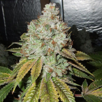 SVG OG Kush